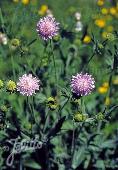 Knautia arvensis Blue Buttons